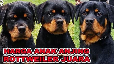 harga anak anjing rottweiler.